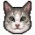 Bingy the Cat